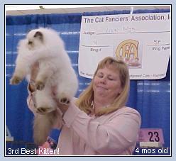 Star at the cat show taking 3rd Best Kitten
