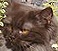 Napoleon from Boutique cattery