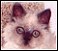 Selkirk Rex Breeders
