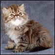 ANTURAZH Persian Cattery