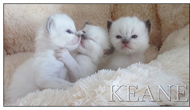 KEANE Ragdolls kittens