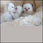 KEANE Ragdolls