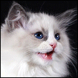 Aakres RagPride Ragdoll