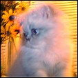 Abbotts Mill Cattery