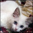 Acaramia Ragdoll kittens