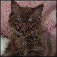 Acaramia Ragdoll kittens