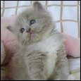 Acaramia Ragdoll kittens