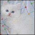 Acaramia Ragdoll kittens