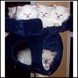 AD Katz kittens