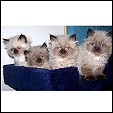 AD Katz kittens
