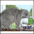 AD Katz kittens