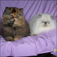 Admat Persians