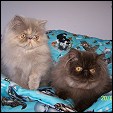 Admat Persians