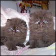 Admat Persians