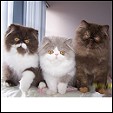Admat Persians