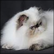 Aisalin Himalayan Kittens