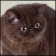 Aisalin Cattery