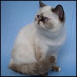 Aisalin Cattery
