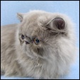 Aisalin Cattery