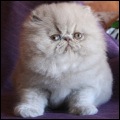 Alfenloch Himalayan Persian