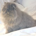 Alfenloch Himalayan Persian