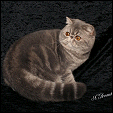 A Love4paws