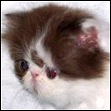 AnnaCara Chocolate & White Bicolor Kittens