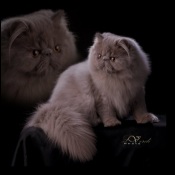 Archadtz Himalayans & Persians