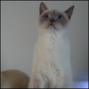 Beauty Tracks British ShortHair