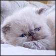 Blaze Star Cattery