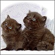 Chocolate Persian Kittens