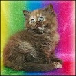 Chocolate Tortoiseshell Persian kittens