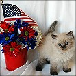 Himalayan kitten
