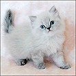 Himalayan Kittens