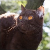 BritishRoyalCat Cattery