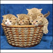BritishRoyalCat Cattery