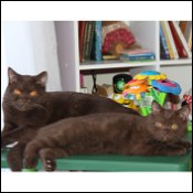 BritishRoyalCat Cattery