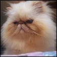 Burtons Persians & Himalayans