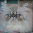 Burtons Persians & Himalayans