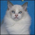 Busibu Ragdoll