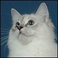 Busibu Ragdoll