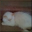 Cameo Himalayans
