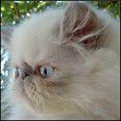 Catinality Persians