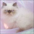 Catinality Himalayans