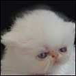 Catinality Himalayans