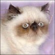 Catinality Himalayans