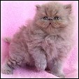 Catinallity Himalayans