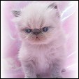 Catinality Persians