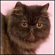 Catinality Himalayans