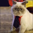 CatzR4me Persians
